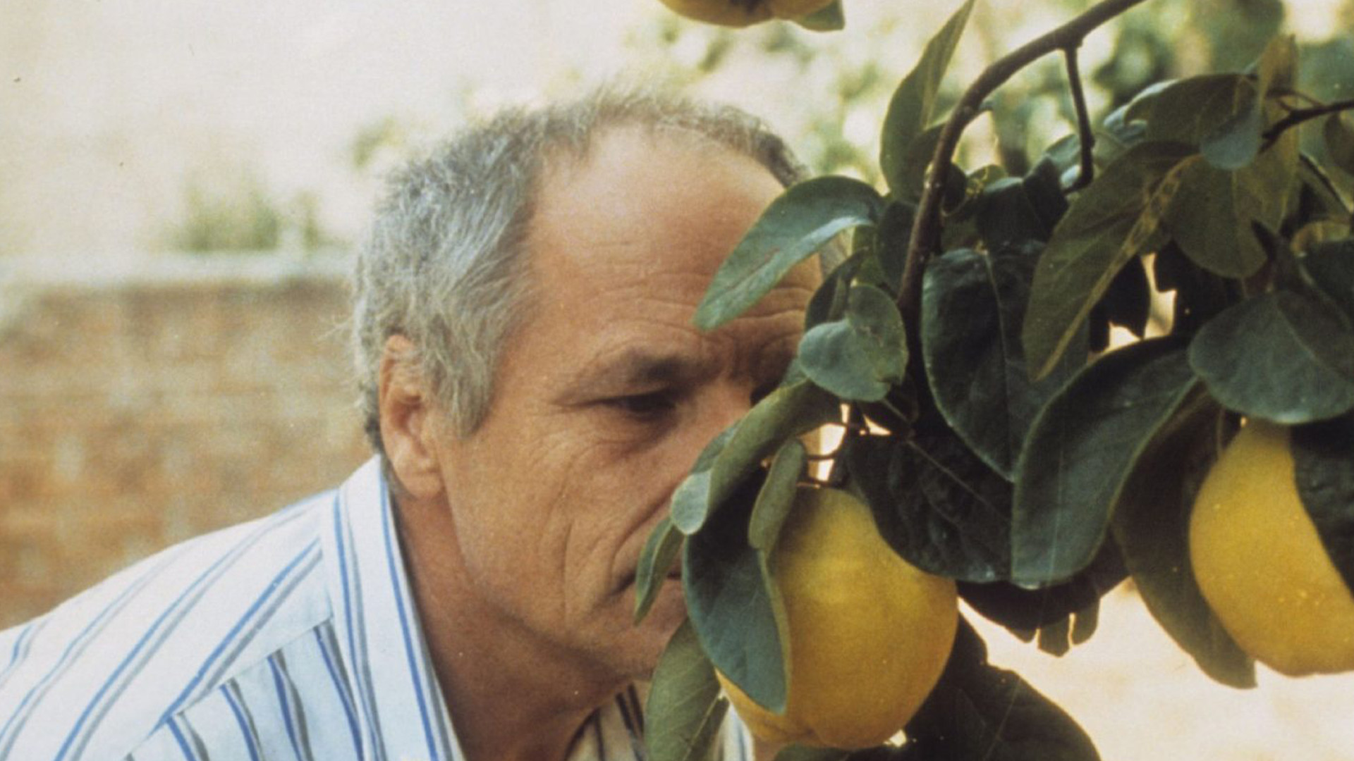El Sol del membrillo - Víctor Erice