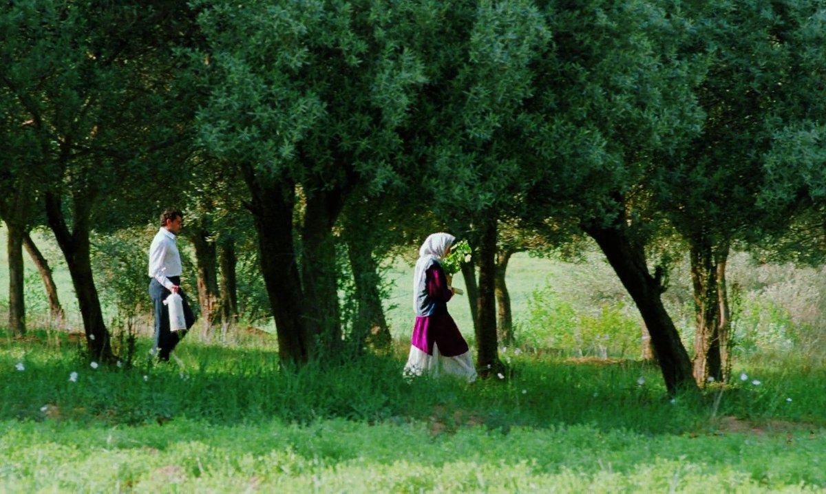 Au travers des oliviers